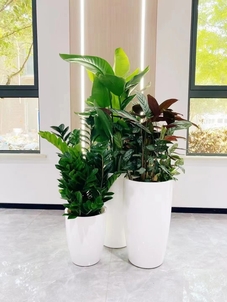 江北绿植出租哪家强？实惠价格等你来享！